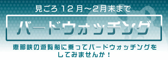 バードウォッチング
