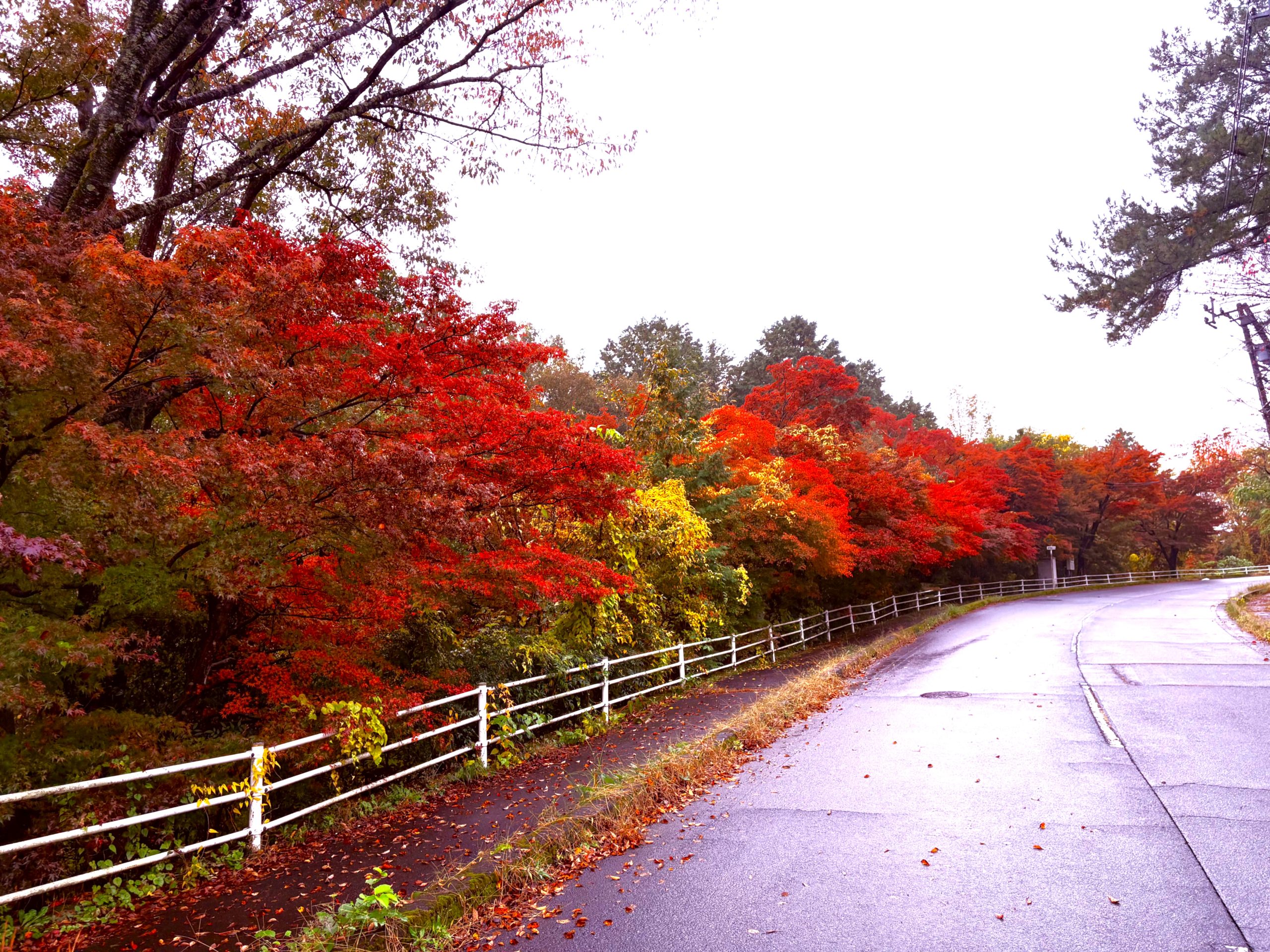 恵那峡の紅葉(2025年11月10日)