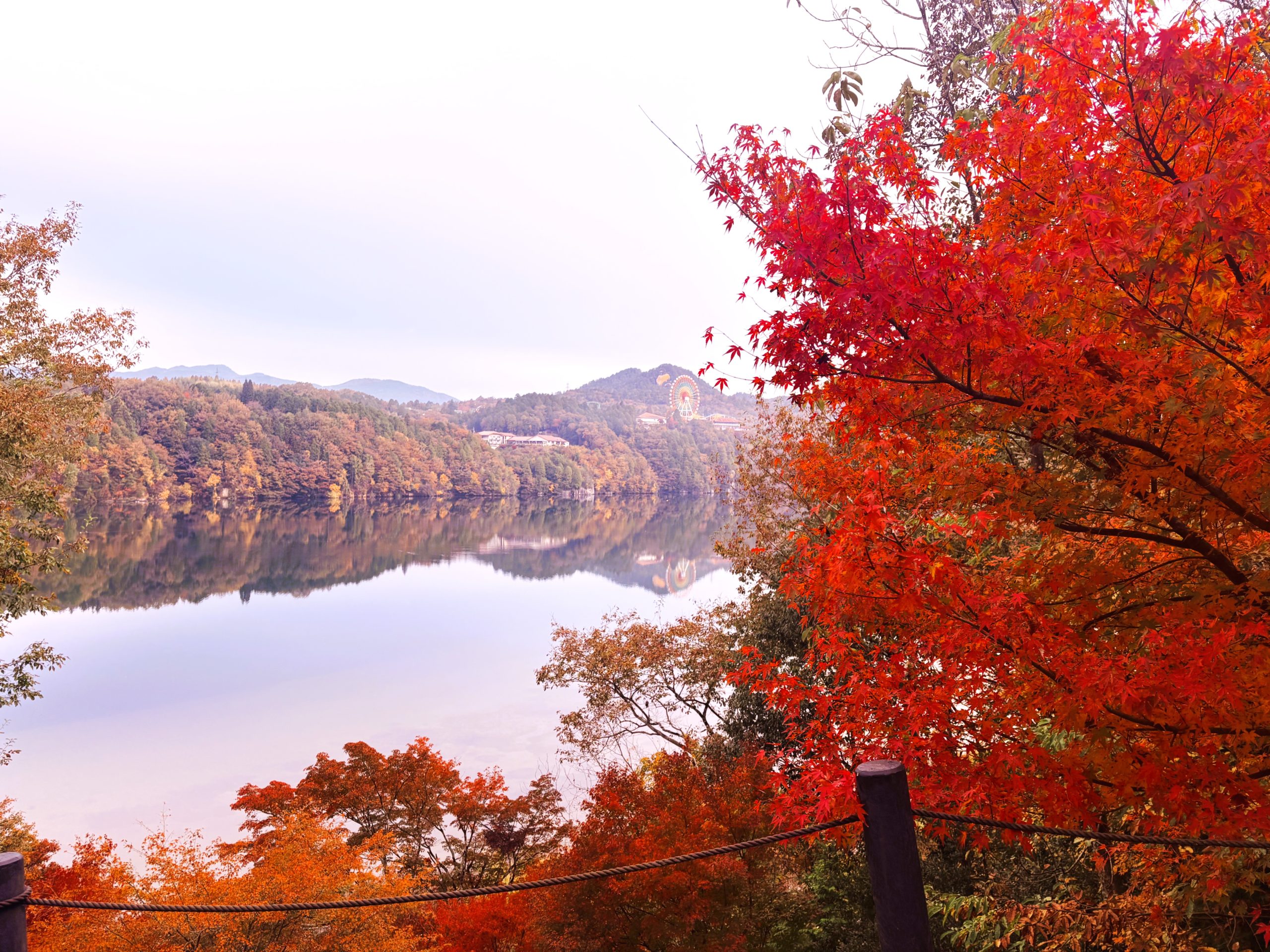2025年11月13日もみじロード